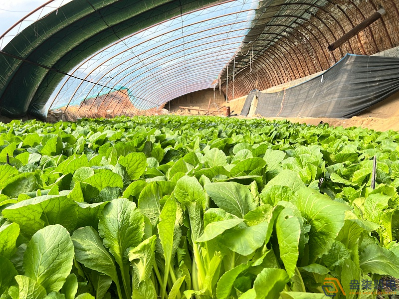 大棚蔬菜如何選擇的安防監(jiān)控設(shè)備？